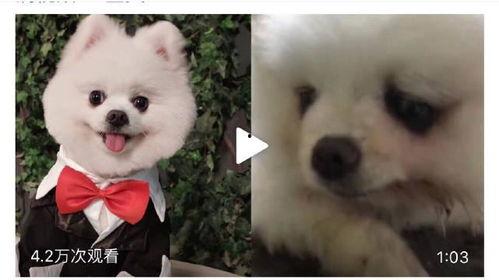 狗狗最新爆料视频下载免费 第3张 狗狗最新爆料视频下载免费 第3张